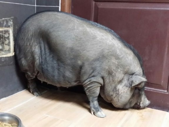 Paterna rescata de una acequia otro cerdo vietnamita de 60 kilos ... - Las Provincias